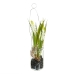 Decoratieve plant Polyester Polyethyleen Ijzer 7 x 7 x 18 cm