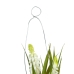 Decoratieve plant Polyester Polyethyleen Ijzer 7 x 7 x 18 cm