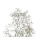 Decoratieve plant Polyethyleen 20 X 15 X 75 CM