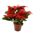 Planta Decorativa Lifetime Rojo Flor de Pascua Ø 27 cm