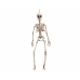 Halloween Decoraties My Other Me 120 cm Skelet