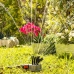 360º Bewässerungssprinkler für den Garten Klerdden InnovaGoods 36 Wasserstrahlen (Restauriert A)