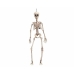 Halloween Decoraties My Other Me 49 cm Skelet