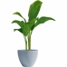 Vaso Garden ID