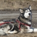 Trela para Cães Dingo                                 Vermelho Multicolor