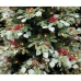 Christmas Tree Home ESPRIT Red Green PVC Metal 129 x 129 x 210 cm