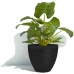 Dekorative Pongponger Garden ID Svart 40 x 31 cm