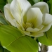 Dekorativ Plante Alexandra House Living Plast Magnolia 130 cm