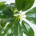 Pianta Decorativa Alexandra House Living Plastica Schefflera 90 cm