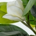 Decoratieve plant Alexandra House Living Plastic Magnolia 100 cm