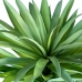 Dekorativ Plante Alexandra House Living Plast Yucca 120 cm