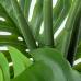 Decoratieve plant Alexandra House Living Plastic Monstera 150 cm