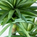 Dekorativ Plante Alexandra House Living Plast Yucca 120 cm