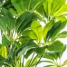 Plante décorative Alexandra House Living Plastique Schefflera 155 cm