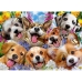 Puzzle Educa Doggy selfie 1000 Darabok