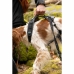 Dog Harness SYMBIOZ Black M