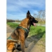 Hundesele Olympia L