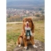 Imbracatura per Cani Olympia S