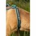 Hundegeschirr Olympia S