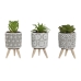 Decoratieve plant Home ESPRIT Polyethyleen Cement 6,5 x 6,5 x 11 cm (3 Stuks)