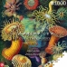 Puzzle Cenega Publishing Ernst Haeckel Criaturas marinas 1000 Peças