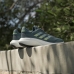 Ανδρικά Αθλητικά Παπούτσια Adidas Supernova 3 Γκρι Σκούρο γκρίζο