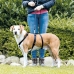 Guide sele for hund Trixie Stay Svart L/XL