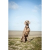 Trainingshalsbanden voor honden Trixie BE NORDIC Bruin Donker grijs 50 cm