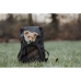 Mochila para Mascotas Hunter Negro