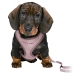 Dog Harness Trixie Junior Lilac