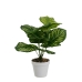 Decorative Plant Polyethylene Plastic Calathea 28 x 28 x 37 cm