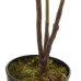 Decorative Plant Polyethylene Plastic Fig Tree 40 x 40 x 75 cm