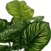 Decorative Plant Polyethylene Plastic Calathea 28 x 28 x 37 cm