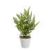 Decoratieve plant Polyethyleen Plastic Vaatplant 26 x 26 x 45 cm