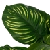 Decorative Plant Polyethylene Plastic Calathea 28 x 28 x 37 cm