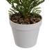 Decorative Plant Polyethylene Plastic Fern 26 x 26 x 45 cm