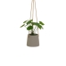 Dekorativ plante Polyetylen Cement 23 x 19 x 24 cm