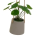 Decoratieve plant Polyethyleen Cement 23 x 19 x 24 cm