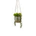 Decoratieve plant Keramisch Polyethyleen 13 x 13 x 20 cm