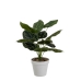 Decoratieve plant Polyethyleen Plastic 26 x 26 x 43 cm