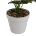 Dekorativ plante Polyetylen Plastik 26 x 26 x 43 cm