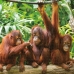 Puzzle Colorbaby Orangutan 6 egység 68 x 50 x 0,1 cm