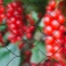 Anti-bird netting Nature Primo Must Polüetüleen 10 x 10 m