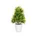 Decorative Plant Ibergarden 547 Plastic 18 x 35 x 16 cm (6 Units)